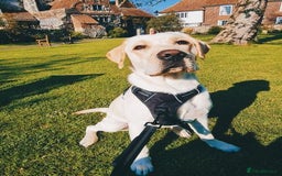 Labrador Retriever dogs for sale: Beautiful Labrador retriever - Image 4