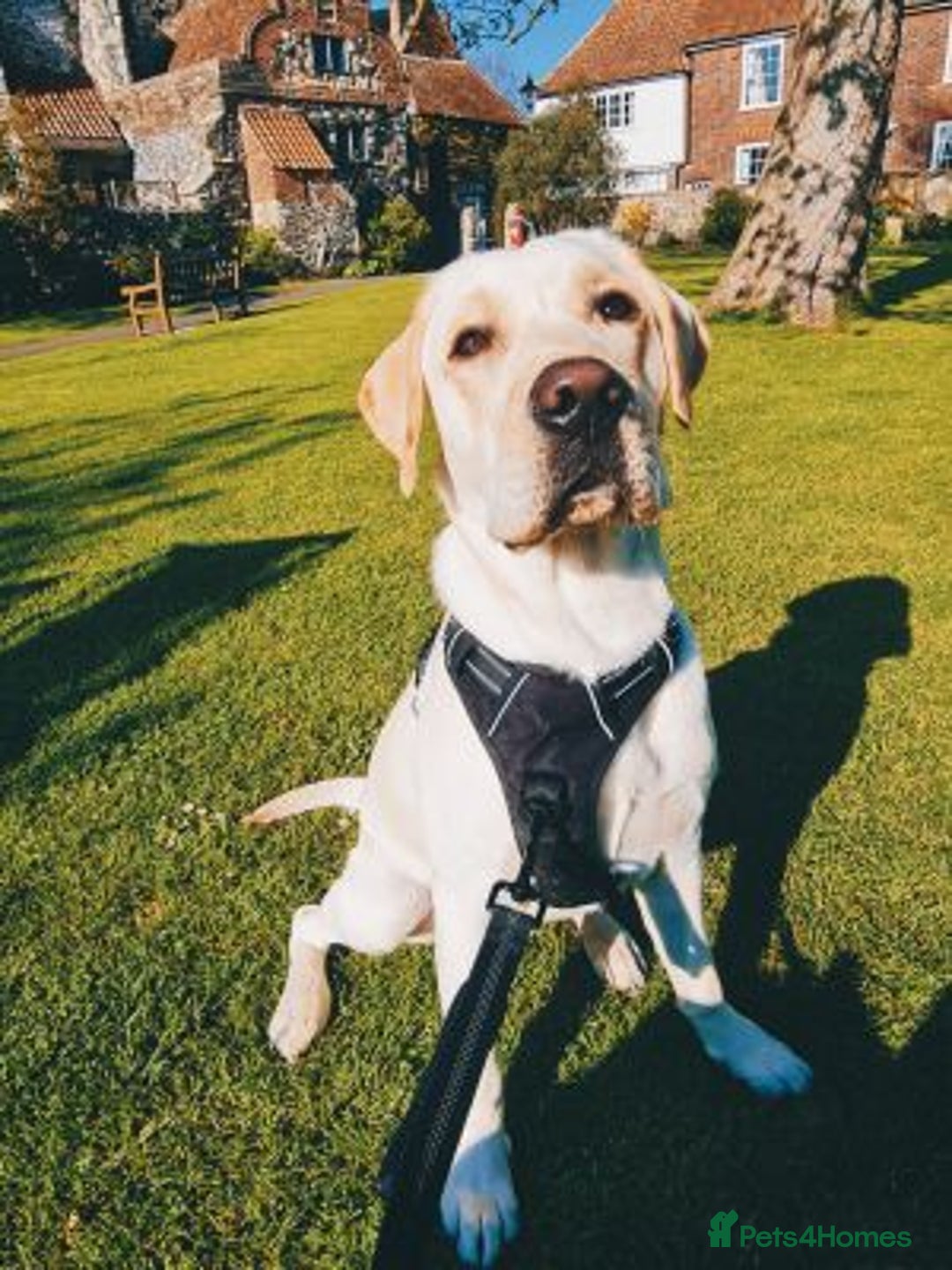 Labrador Retriever dogs for sale: Beautiful Labrador retriever - Image 4