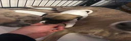 Mixed Breed dogs for sale: 3 Beautiful frenchbulldogxwhippets - Advert 11
