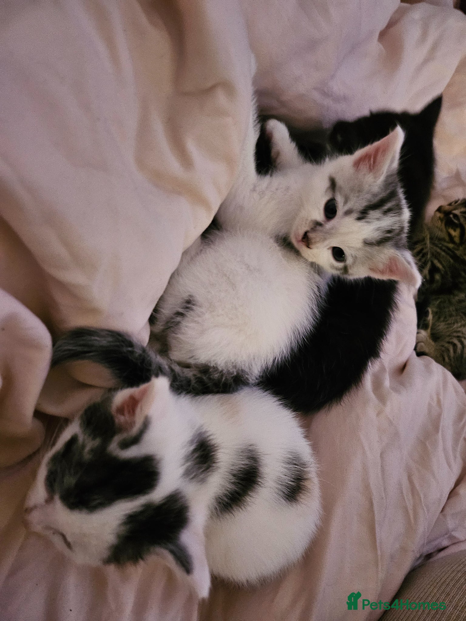 British Longhair cats Geoegous kittens ready in may - Advert 17