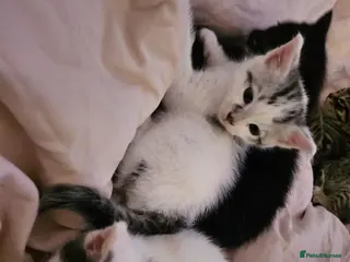 British Longhair cats Geoegous kittens ready in may - Advert 17