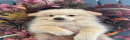 Pomeranian dogs for sale: REDUCED!!  KC FULLY VACCINATED Pomeranians   - Advert 15