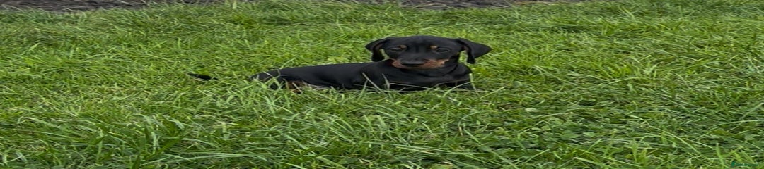 Miniature Dachshund Puppy 2