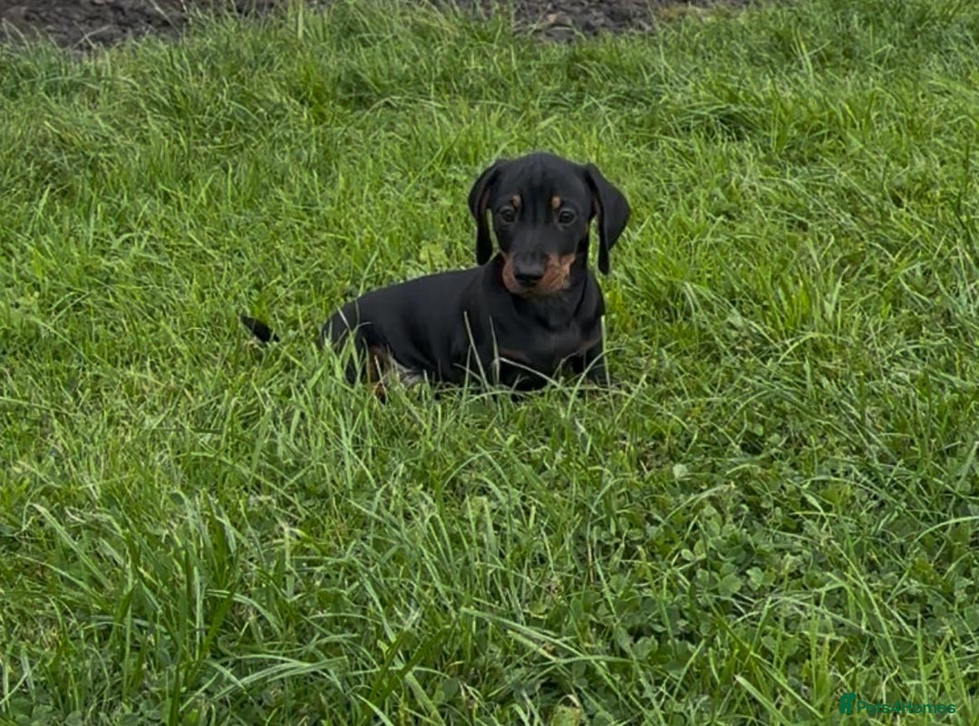 Miniature Dachshund dogs for sale: Miniature Dachshund smooth hair Kc reg - Image 5