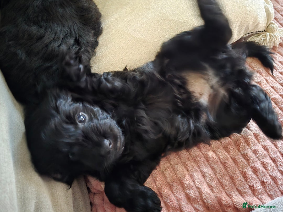 Shihpoo dogs for sale: 5 beautiful Shihpoo puppies - Advert 23