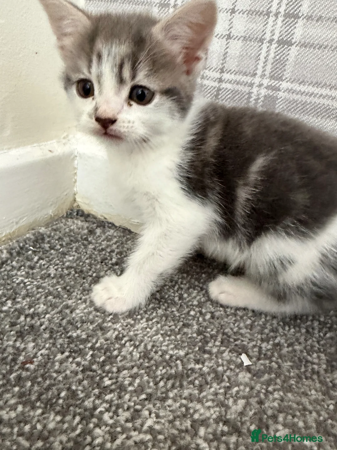 Mixed Breed cats for sale: Female silver and white tabby kitten  - Advert 5