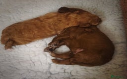 Australian Labradoodle dogs for sale: Australian Labradoodle  - Advert 9