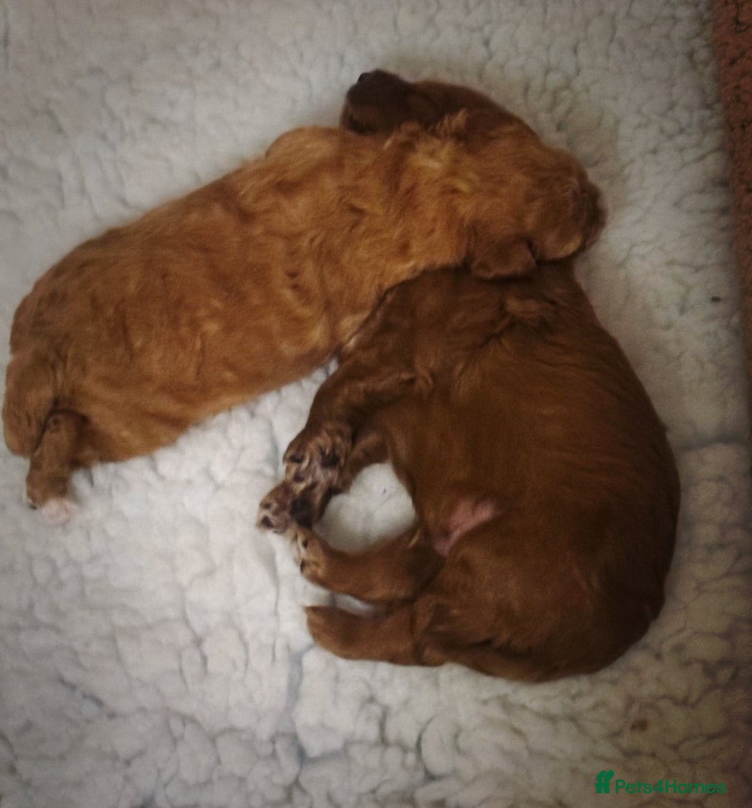 Australian Labradoodle dogs for sale: Australian Labradoodle  - Advert 9