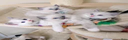 Ragdoll cats for sale: 🏆Tica Registered kittens from EU champion lines🏅 - Advert 4