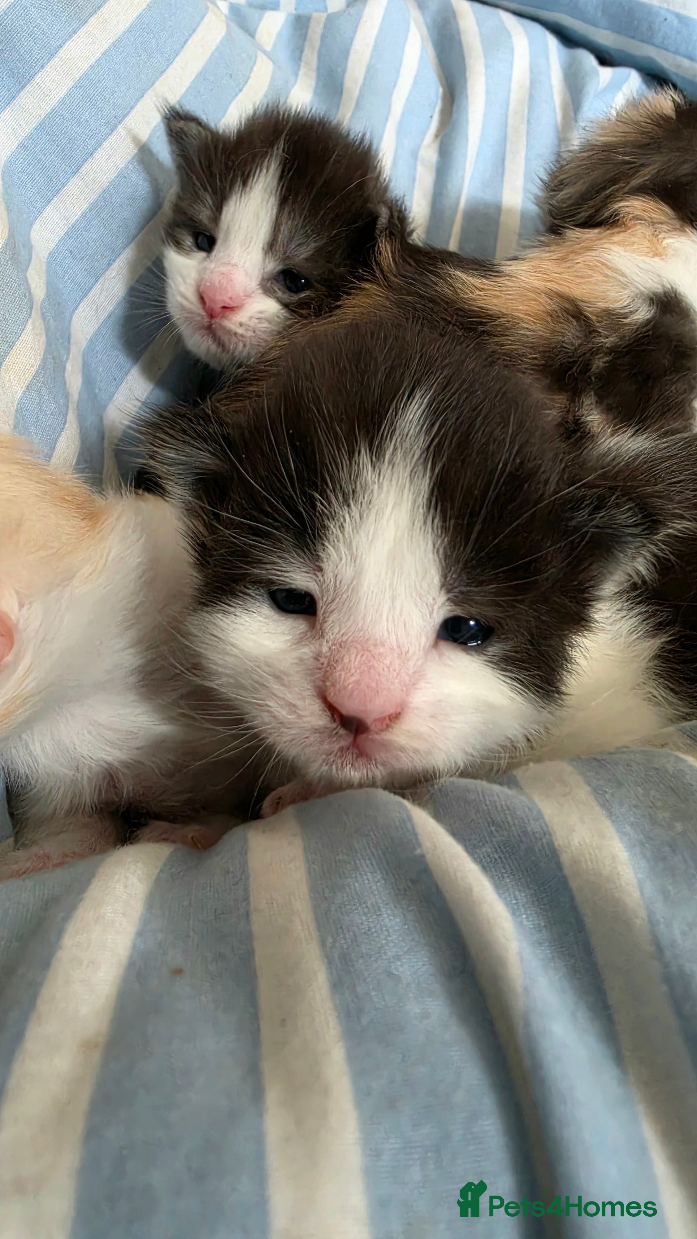 Maine Coon cats for sale: Stunning Mainecoons  - Advert 3