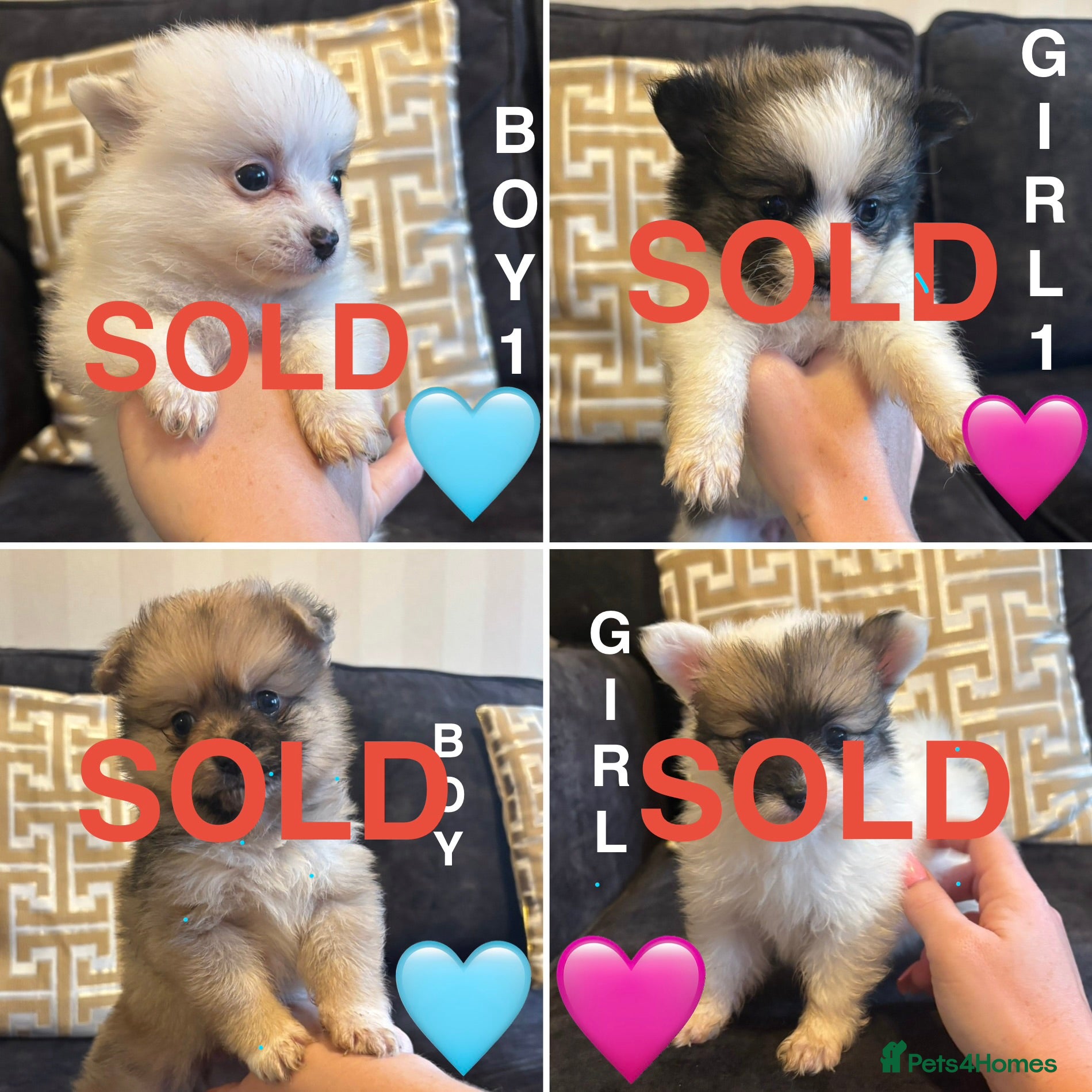 Pomchi dogs OPEN TO OFFERS READY TO LEAVE 16/02/26 - Advert 1