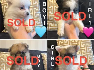 Pomchi dogs OPEN TO OFFERS READY TO LEAVE 16/02/26 - Advert 9