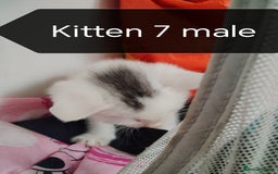 Mixed Breed cats for sale: White / Odd eye / black  Russian mix kittens /  - Image 13