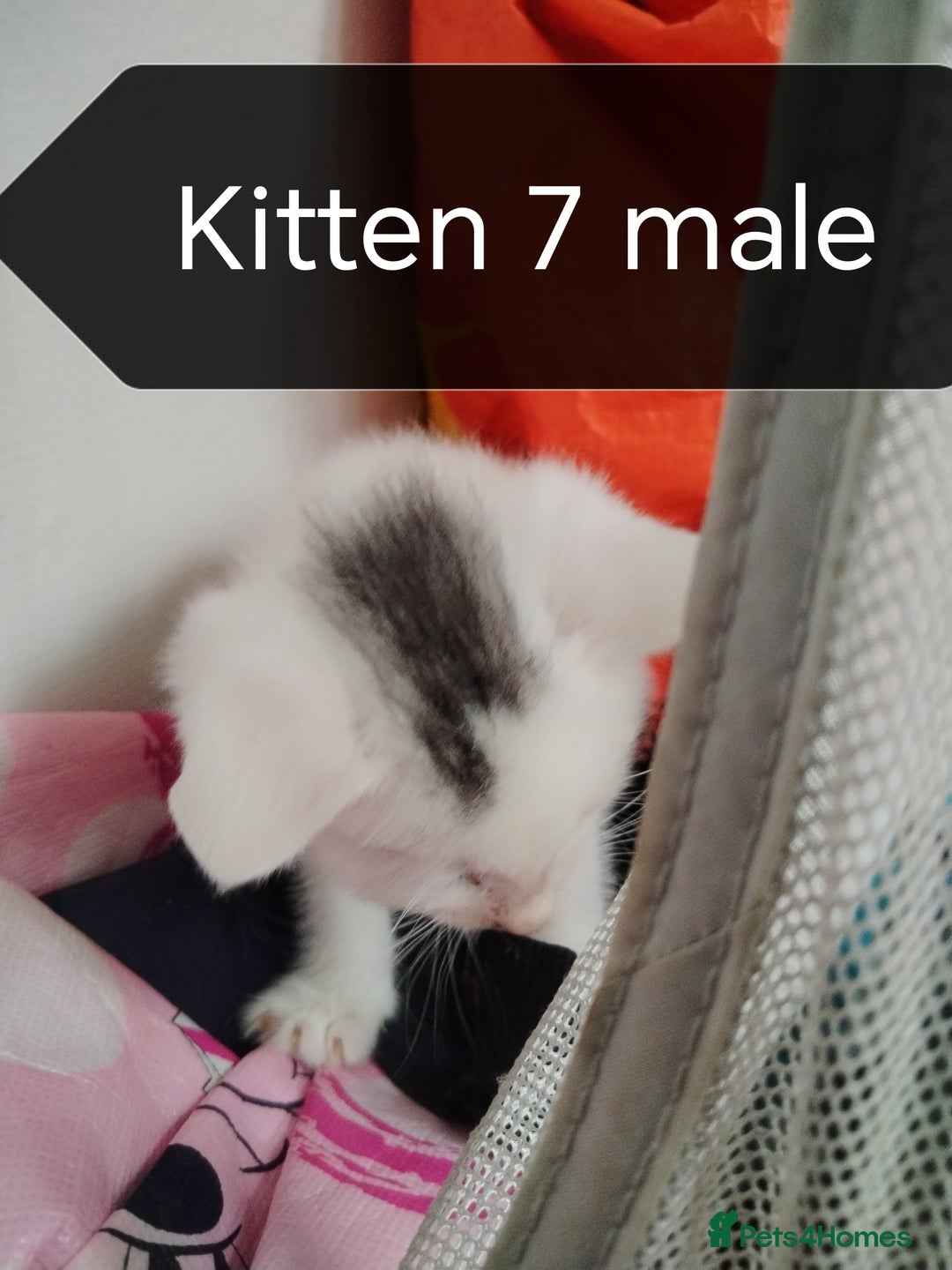 Mixed Breed cats for sale: White / Odd eye / black  Russian mix kittens /  - Image 13