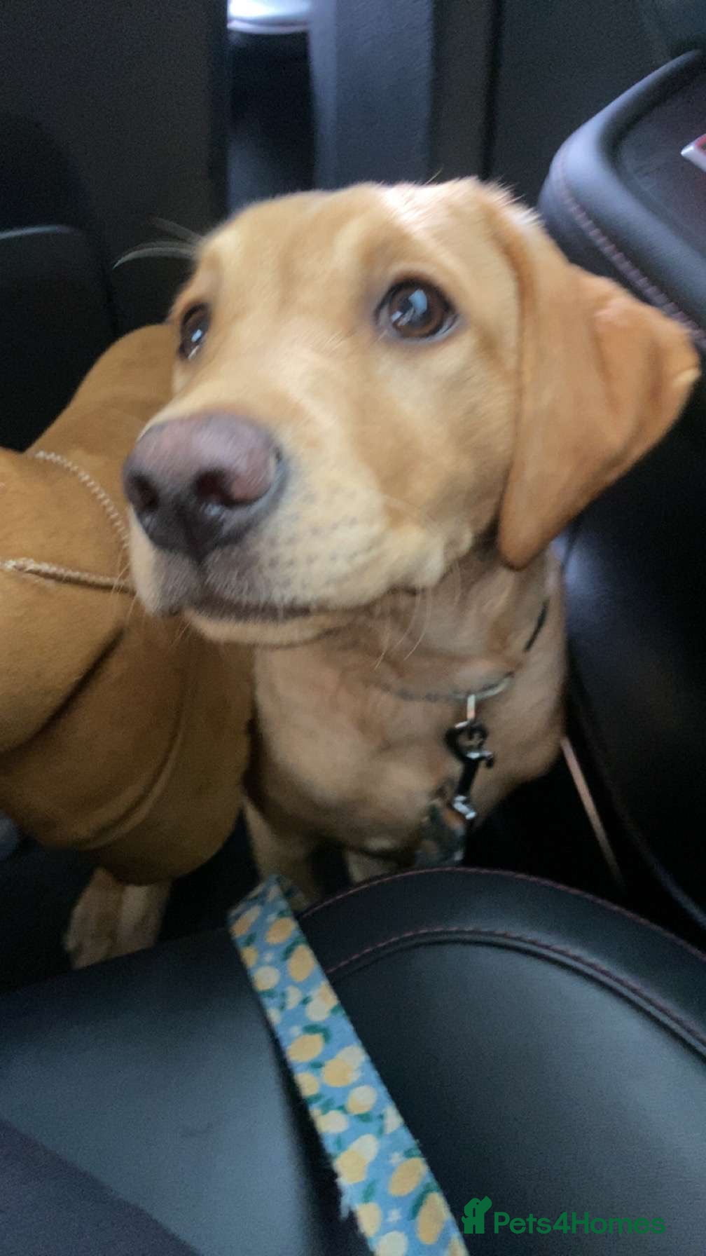 Labrador Retriever dogs Red fox Labrador - Advert 2