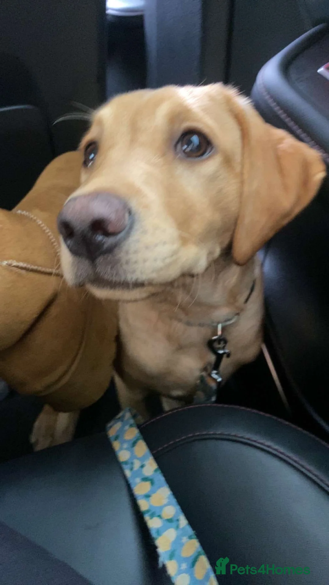 Labrador Retriever dogs for sale: Red fox Labrador - Advert 1