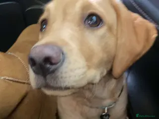 Labrador Retriever dogs Red fox Labrador - Advert 2