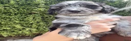 Sproodle dogs for sale: Three Beautiful Girls Remaining F1 Merle Sproodles - Advert 8