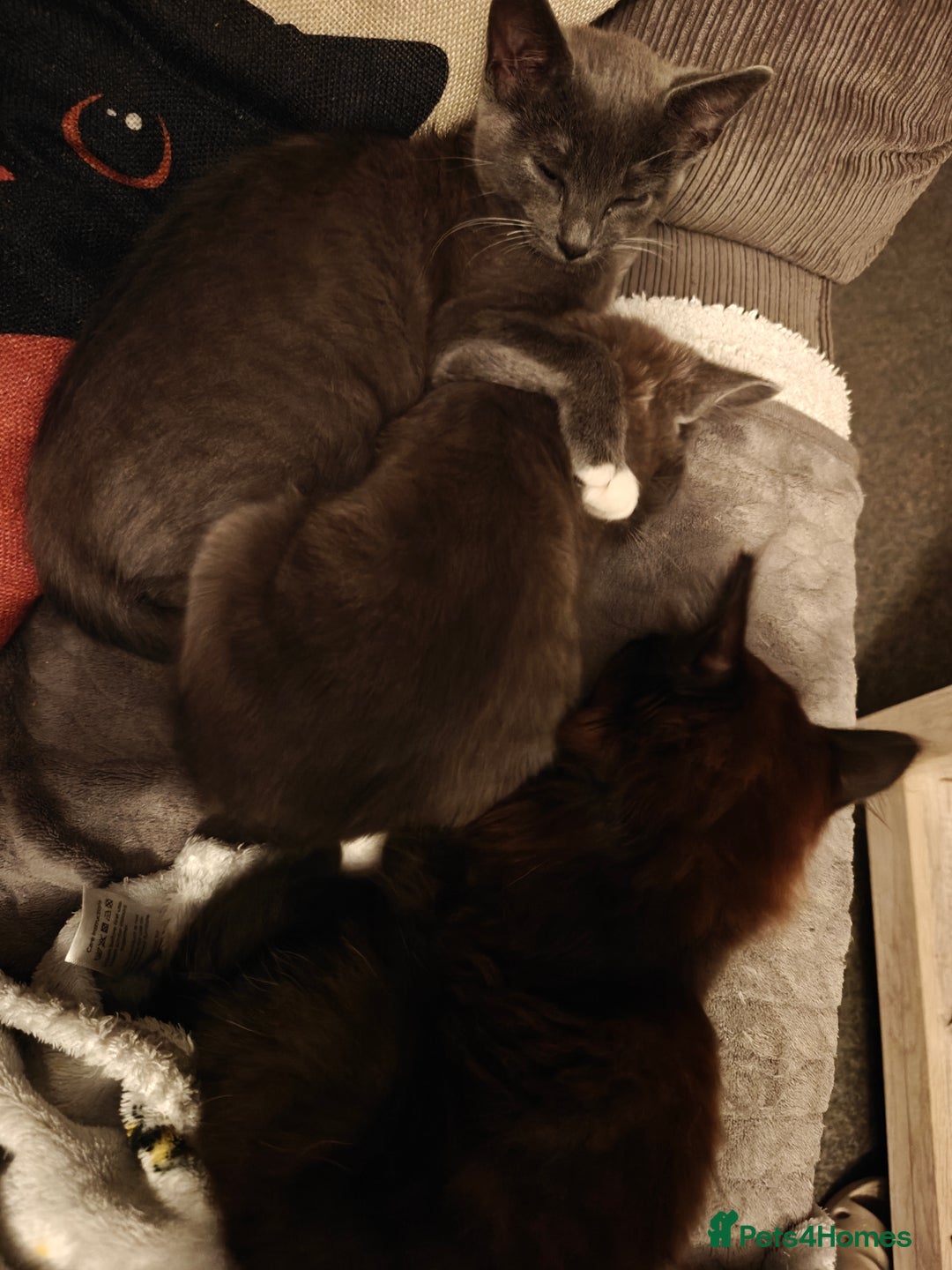 Domestic Shorthair cats for sale: Loving kittens - Image 6