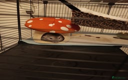 Chinchilla rodents for sale: Chinchila  - Advert 2