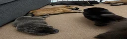 Chow Chow dogs for sale: Beautiful Chow Chow puppies  in Warrington - Advert 3