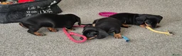 Dachshund dogs for sale: Beautiful Miniature Dachshunds  - Advert 6