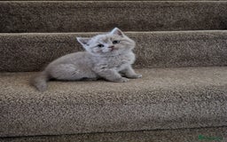 British Shorthair cats for sale: British Shorthair Kittens  - Image 9