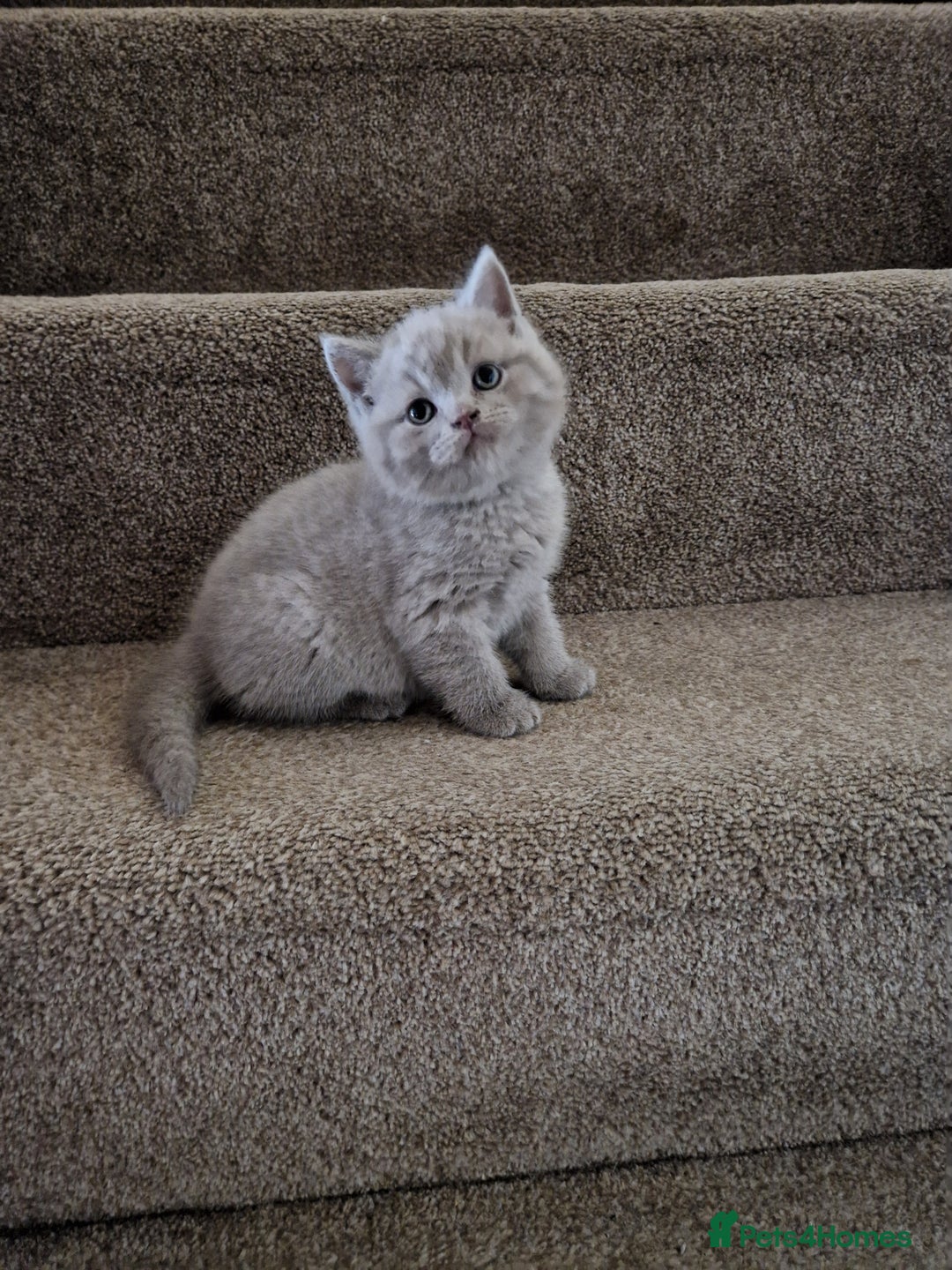 British Shorthair cats for sale: British Shorthair Kittens  - Image 9