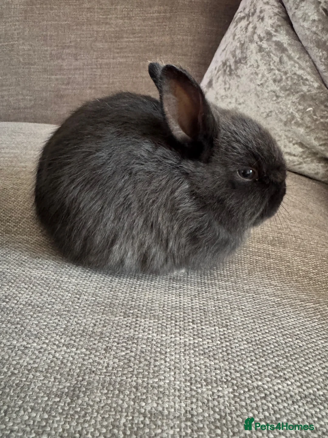 Mixed Breed rabbits for sale: Baby rabbits £50 for 2 in Leigh - Advert 2