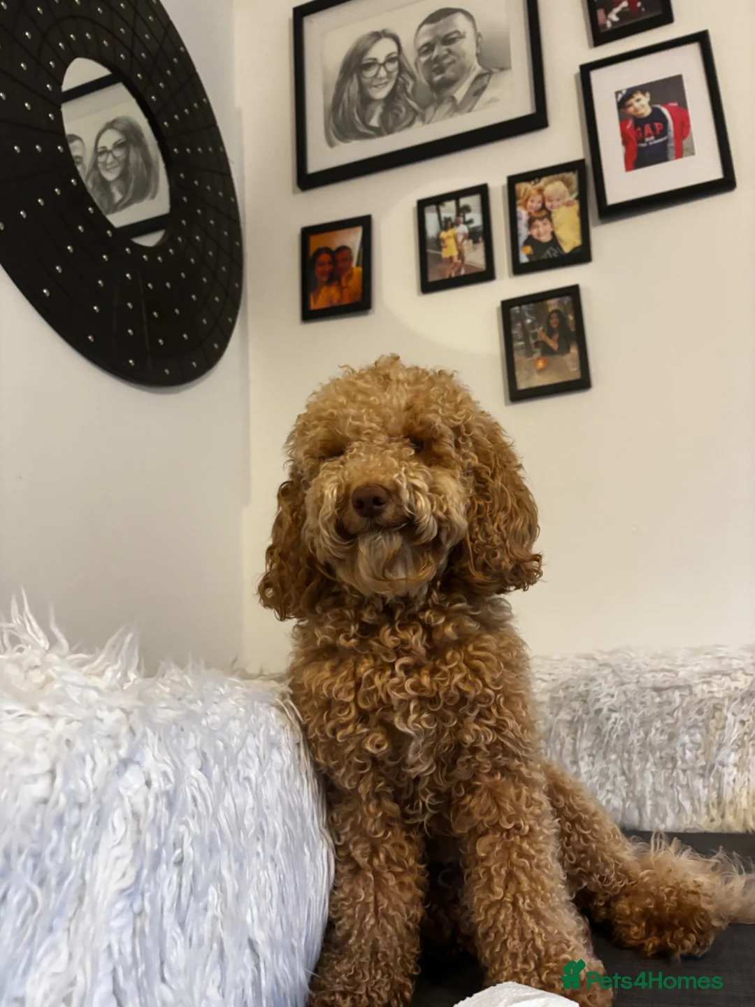 Mixed Breed dogs for sale: Adorable Toy/Miniature Poodle Puppies - Advert 2