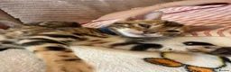 Bengal cats for sale: Stunning Bengal kittens - Advert 6