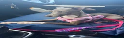 Italian Greyhound dogs for sale: Morgan’s KC registered Italian greyhounds  - Advert 3