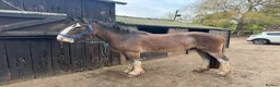 Other Breed horses for sale: Lights backed 16.1hh 4yr old gelding  in Carlisle - Advert 4