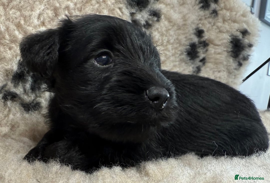 Miniature Schnauzer dogs for sale: Miniature schnauzers pups - Image 32