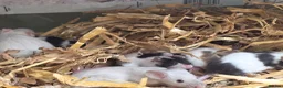 Mouse rodents for sale: Baby mice, well handled texal and fancy - Advert 5