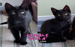 Mixed Breed cats for sale: READY NOW - Black 1/4 Maine Coon Kittens! - Image 1