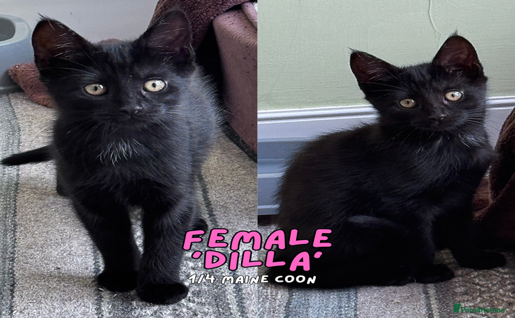 Mixed Breed cats - Advert 8