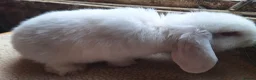 Dwarf Lop rabbits for sale: 2 adorable boy fluffs looking for their new homes - Advert 9