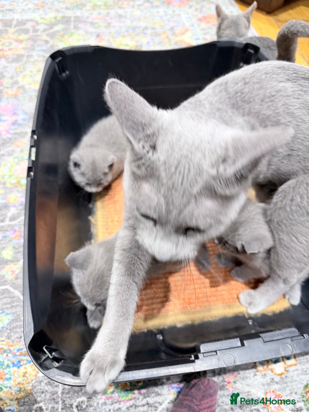 Russian Blue cats for sale: Russian blue kitten for sale,  Champion bloodline - Advert 5