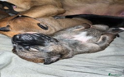 Mixed Breed dogs for sale: Belgian Malinois / Turkish Kangal / Cane Corso - Image 15