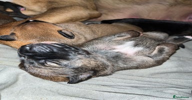 Mixed Breed dogs - Advert 8