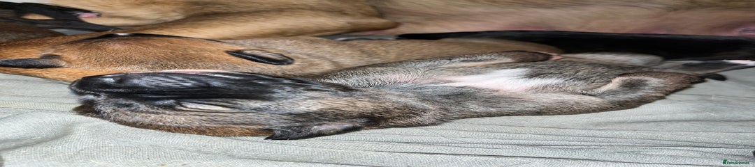 Female 1