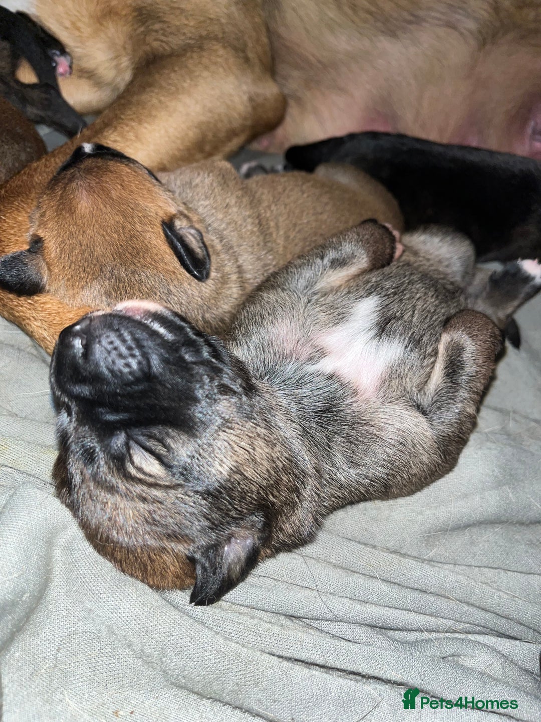 Mixed Breed dogs for sale: Belgian Malinois / Turkish Kangal / Cane Corso - Image 15