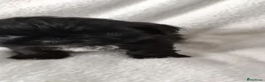 Shih Tzu 5