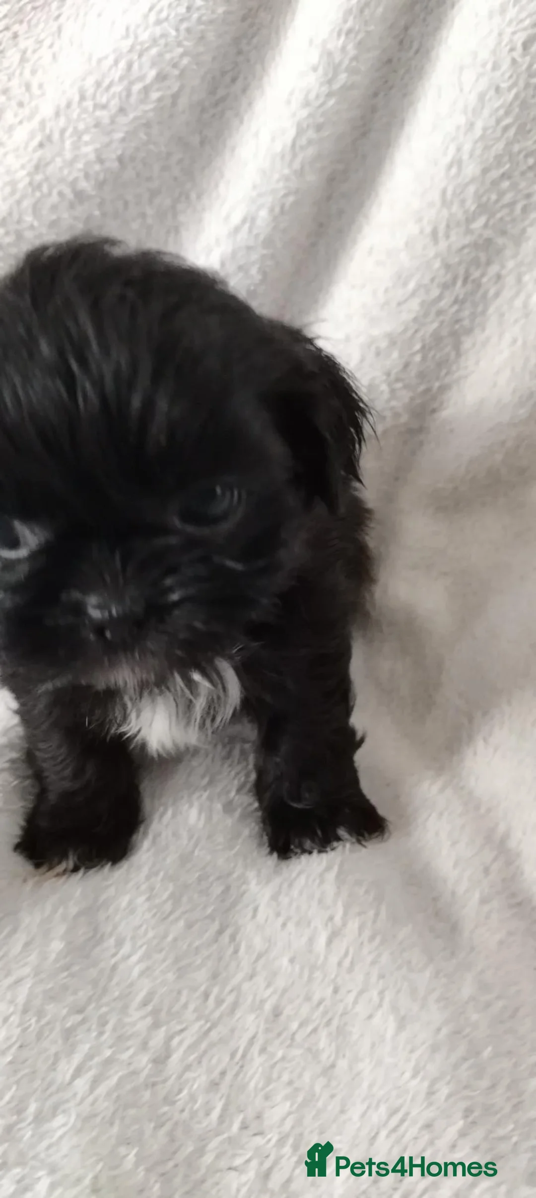 Shih Tzu dogs for sale: Shiz tzu pups - Advert 2