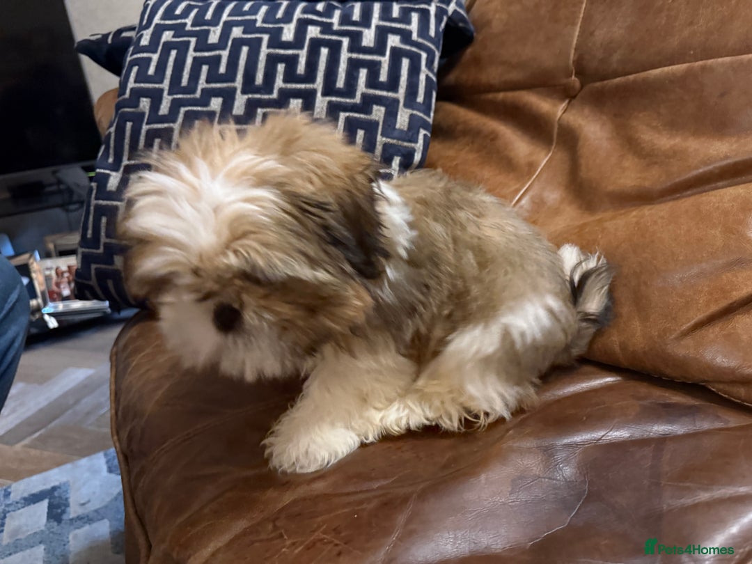 Shih Tzu dogs for sale: Shih Tzu Puppies - Image 5