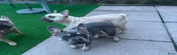 French Bulldog dogs for sale: Beautiful loving girl frenchie for sale - Advert 1