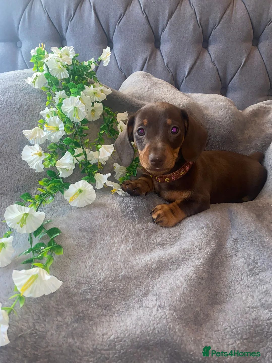 Miniature Dachshund dogs for sale: Miniature dachshund ready now  - Advert 13