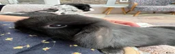 Mini Lop rabbits for sale: Mini lops-raised indoors-vaccinated  - Advert 27