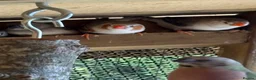 Finches birds for sale: Zebra Finches in Banbury - Advert 7